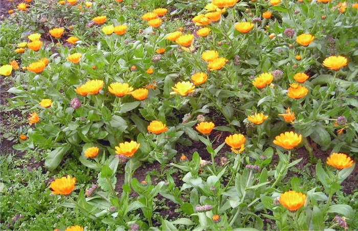 Plantas aromáticas y medicinales